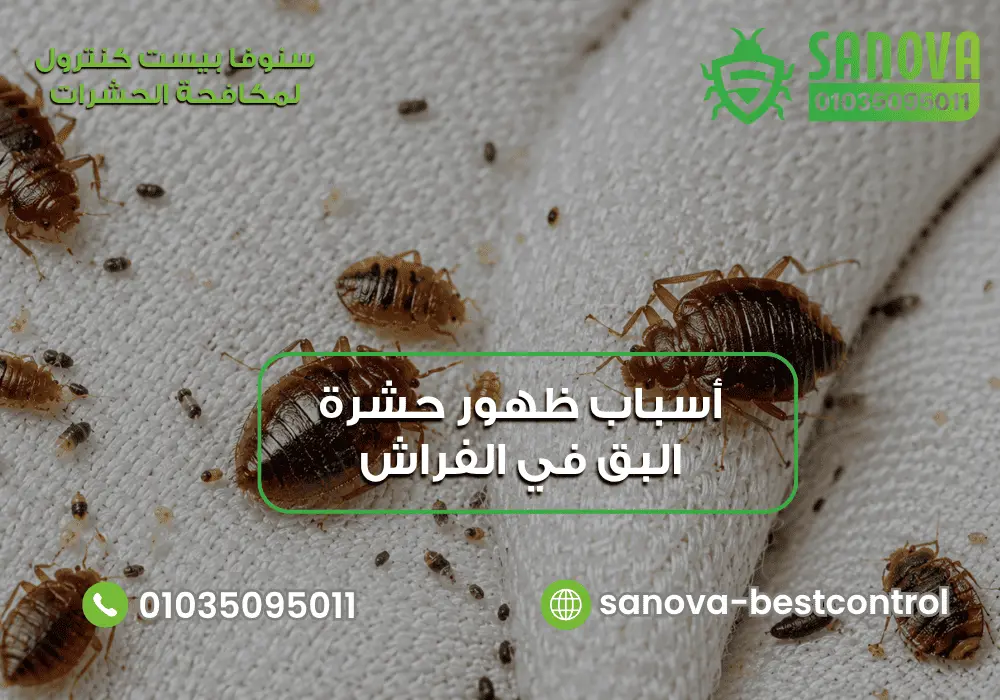 أسباب ظهور حشرة البق وكيف تقضي عليها نهائيا