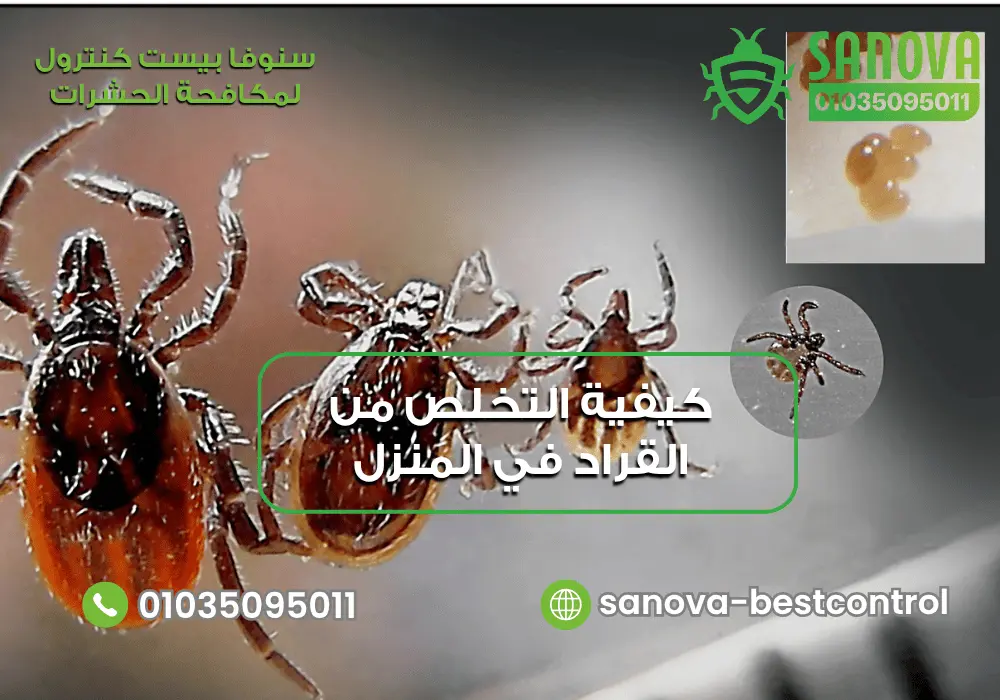 أسباب ظهور حشرة القراد مع سنوفا بست كنترول 01035095011