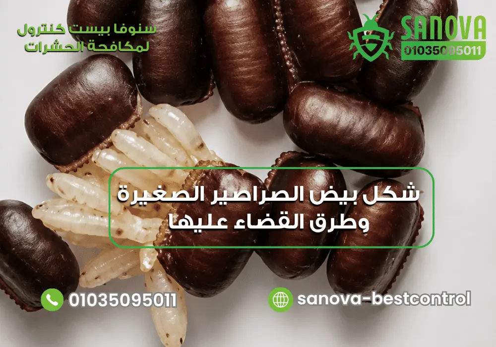 شكل بيض الصراصير الصغيرة وأين يوجد وكيف تتخلص منه؟ أين تضع الصراصير بيضها وكيف تفقس بيض الصراصير 01035095011