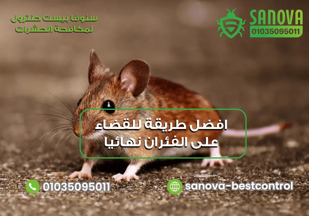 افضل طرق القضاء علي الفئران مع سنوفا بست كنترول 0103509501