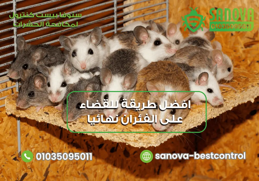 افضل طريقة للقضاء على الفئران نهائيا مع سنوفا بست كنترول 0103509501