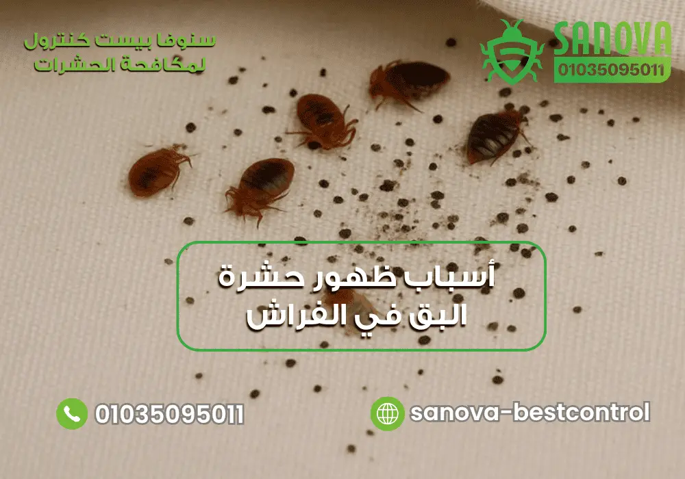 أسباب ظهور حشرة البق وكيف تقضي عليها نهائيا تعرف على أسباب ظهور حشرة البق مع سنوفا بست كنترول 0103509501