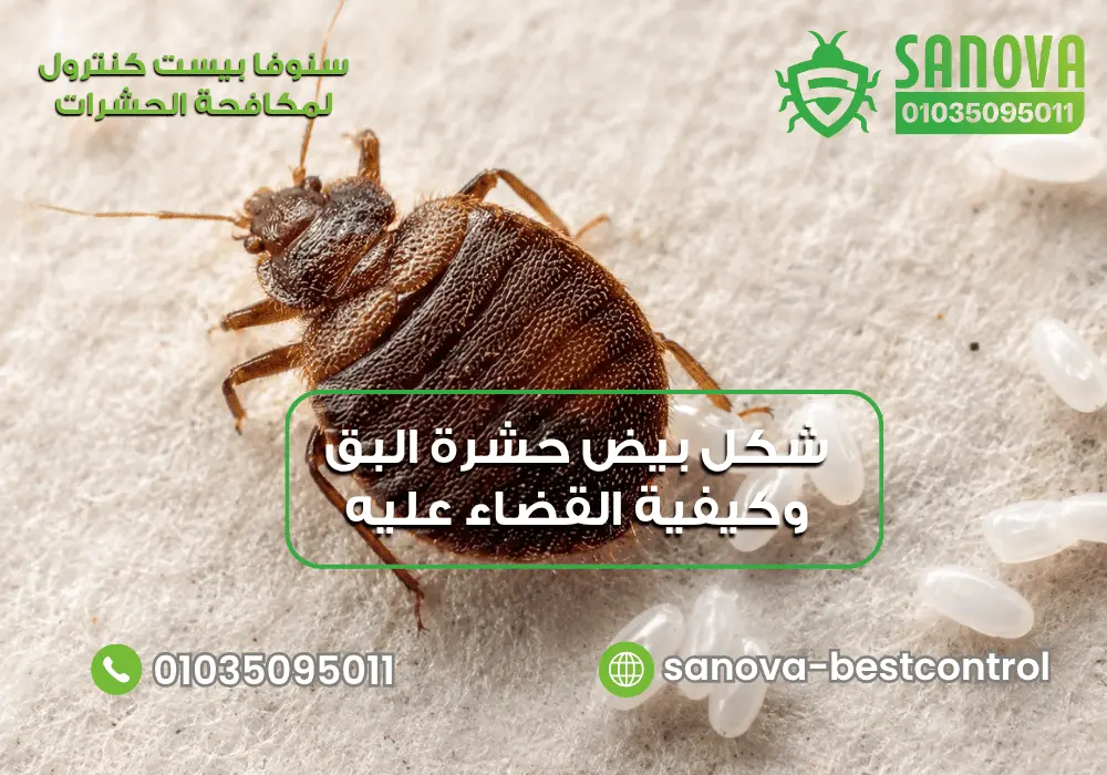 تعرف على علامات نجاح علاج البق مع سنوفا بست كنترول 01035095011