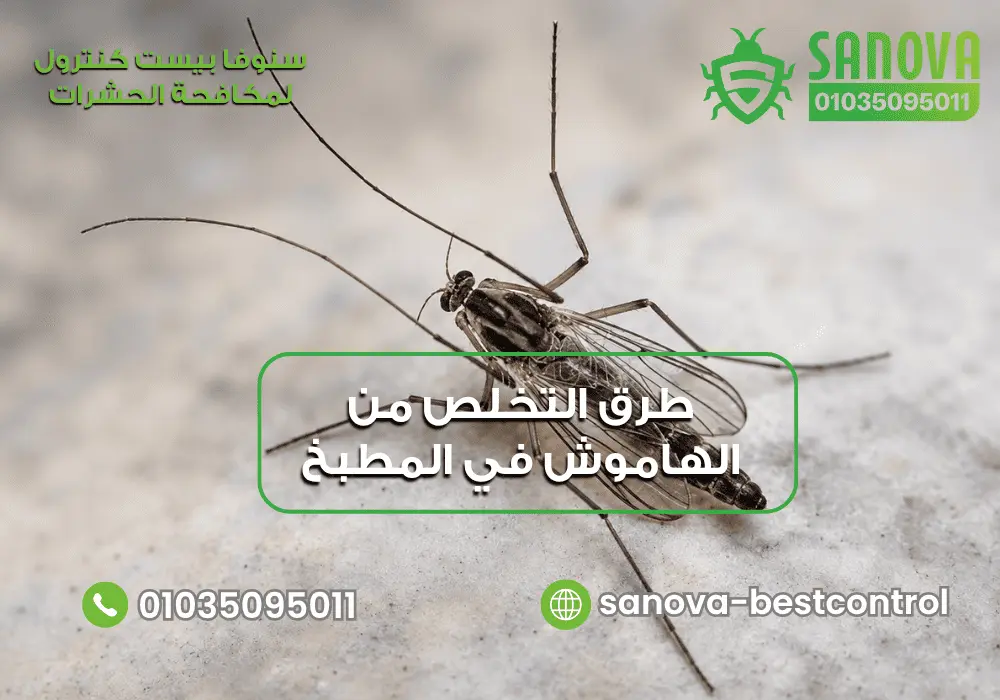 حل مشكلة الهاموش في المنزل مع سنوفا بست كنترول لمكافحة الحشرات 01035095011