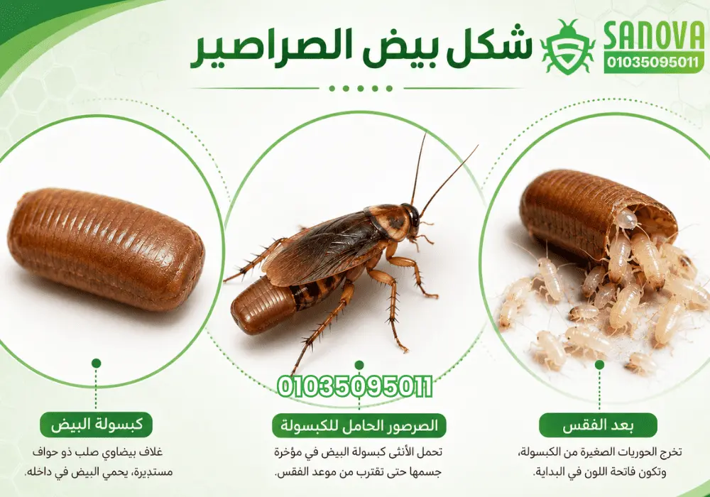 شكل بيض الصراصير الصغيرة وكيف تفقس بيض الصراصير 01035095011