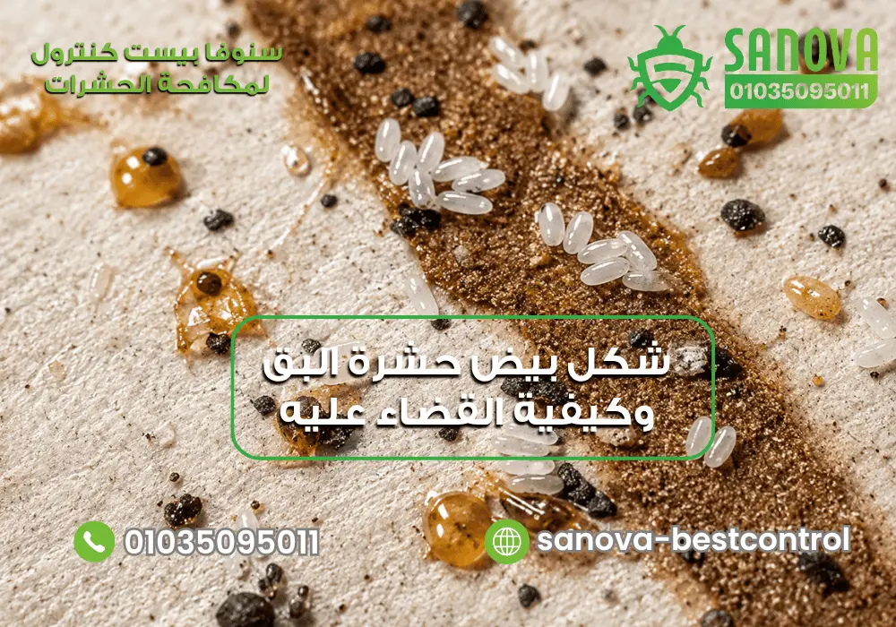 تعرف على شكل بيض حشرة البق وكيفية القضاء عليه نهائيًا شكل بيض حشرة البق وكيفية القضاء على بيض البق 01035095011