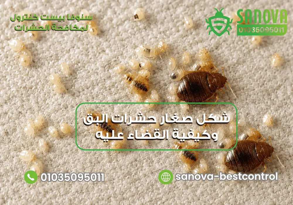 تعرف على شكل بيض حشرة البق وكيفية القضاء عليه نهائيًا شكل صغار حشرات البق وكيفية التخلص من بيض البق مع افضل شركة مكافحة بق الفراش