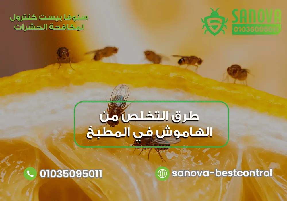 طرق التخلص من الهاموش في المطبخ 01035095011