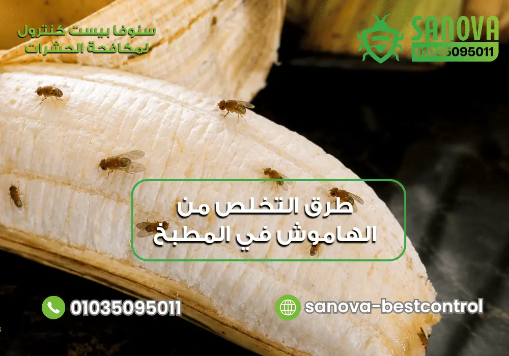 طرق التخلص من الهاموش في المطبخ سنوفا بست كنترول لمكافحة الحشرات 01035095011
