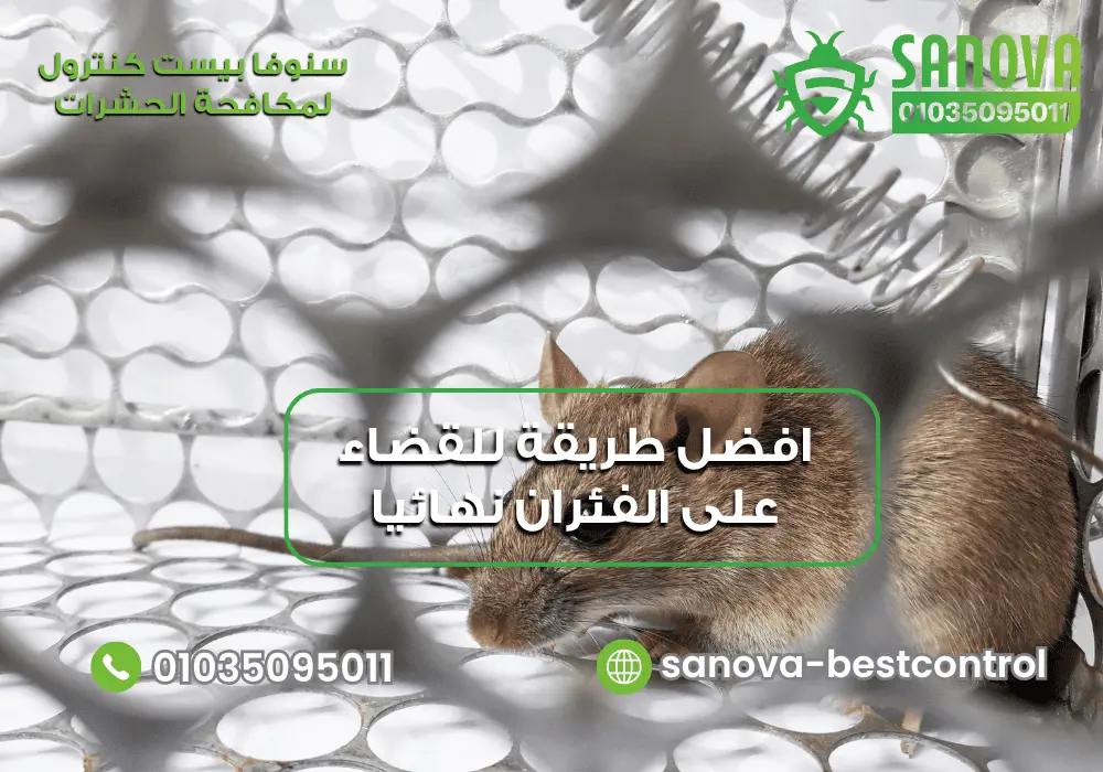 طرق القضاء على الجرذان مع سنوفا بست كنترول 0103509501