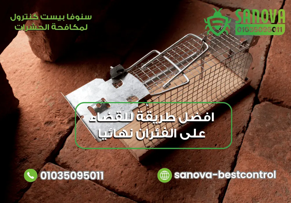 طرق للقضاء على الفئران في المنزل مع سنوفا بست كنترول 0103509501