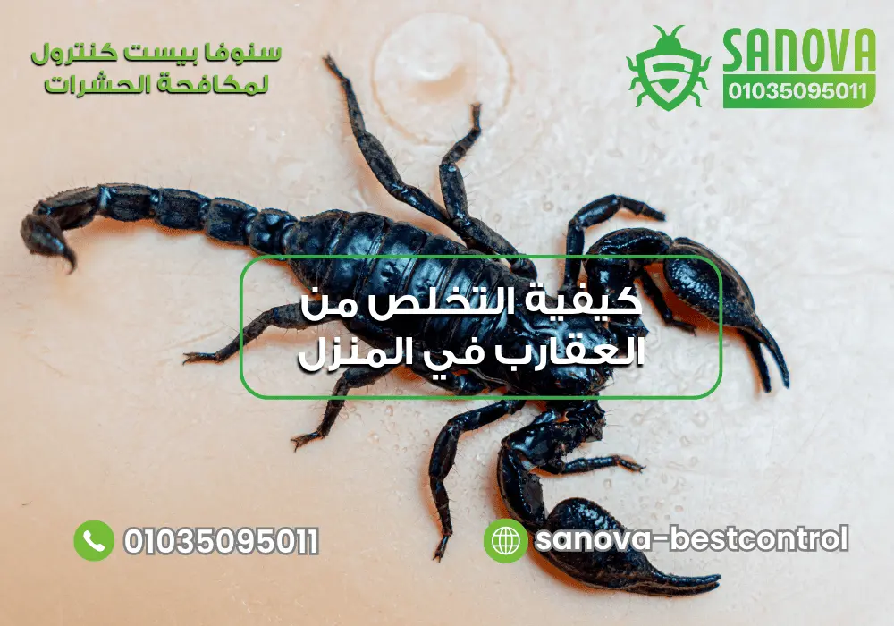 طريقة التخلص من العقارب في المنزل مع سنوفا بست كنترول 01035095011