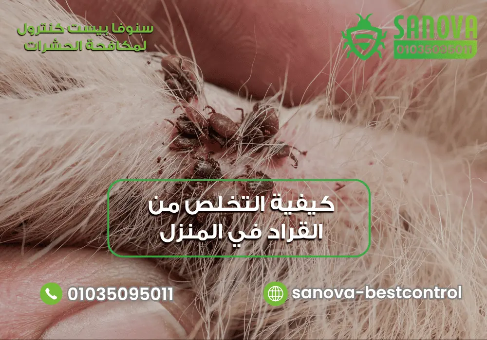 علاج القراد في الكلاب مع سنوفا بست كنترول 01035095011