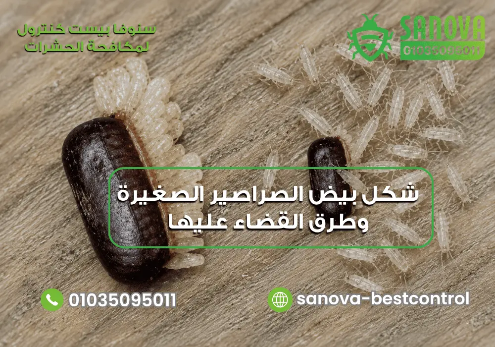 شكل بيض الصراصير الصغيرة وأين يوجد وكيف تتخلص منه؟ كيف تفقس بيض الصراصير واين تضع الصراصير بيضها 01035095011