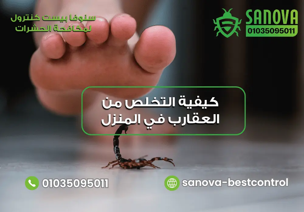 التخلص من العقارب في المنزل: طرق المكافحة ومنع عودتها