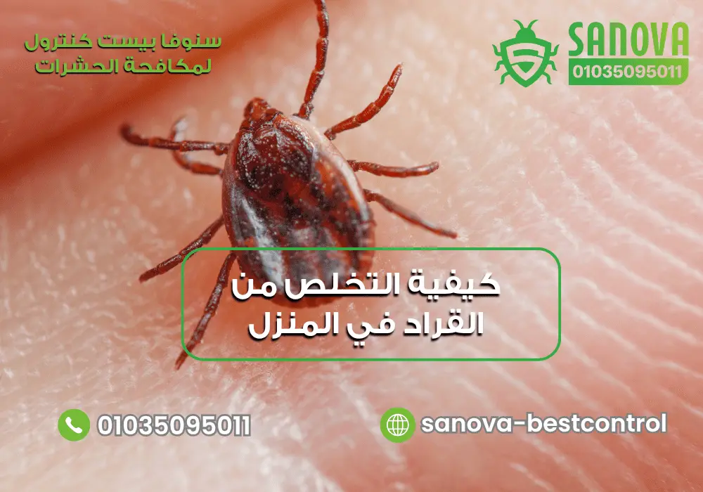 كيفية التخلص من القراد في المنزل وعلاج مصدر الإصابة نهائيًا