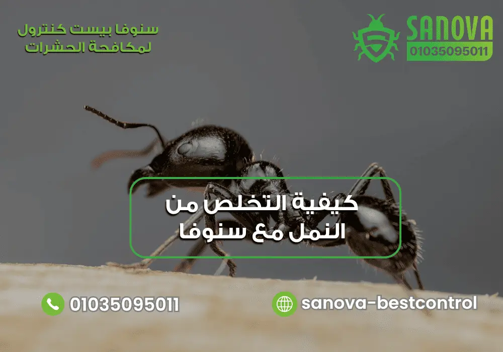 كيفية التخلص من النمل مع سنوفا بست كنترول 0103509501