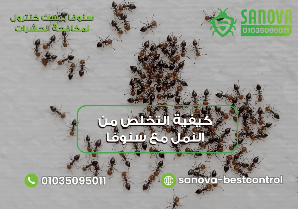 كيفية التخلص من النمل نهائيا مع سنوفا بست كنترول | 01035095011 كيفية التخلص من النمل نهائياً مع سنوفا بست كنترول 0103509501