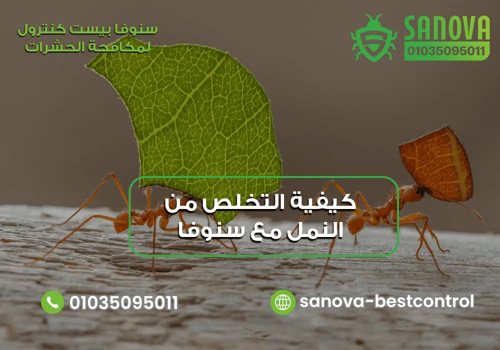 كيفية التخلص من النمل نهائيا مع سنوفا بست كنترول | 01035095011 كيفية القضاء على النمل مع سنوفا بست كنترول 01035095011 (2)