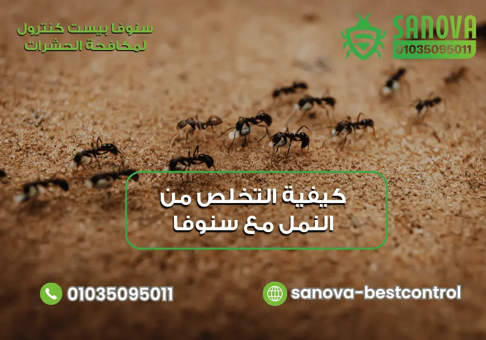 كيفية التخلص من النمل نهائيا مع سنوفا بست كنترول | 01035095011 كيفية القضاء على النمل مع سنوفا بست كنترول 01035095011
