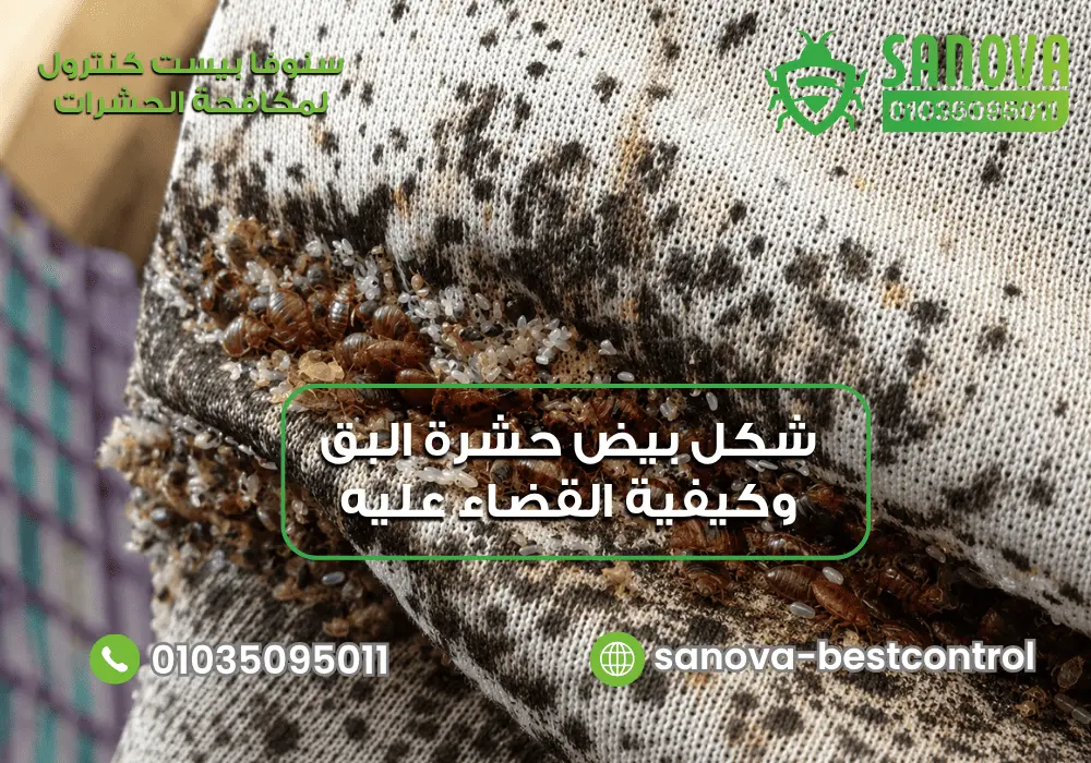 تعرف على شكل بيض حشرة البق وكيفية القضاء عليه نهائيًا ماهو علاج البق الفراش مع سنوفا بست كنترول 01035095011