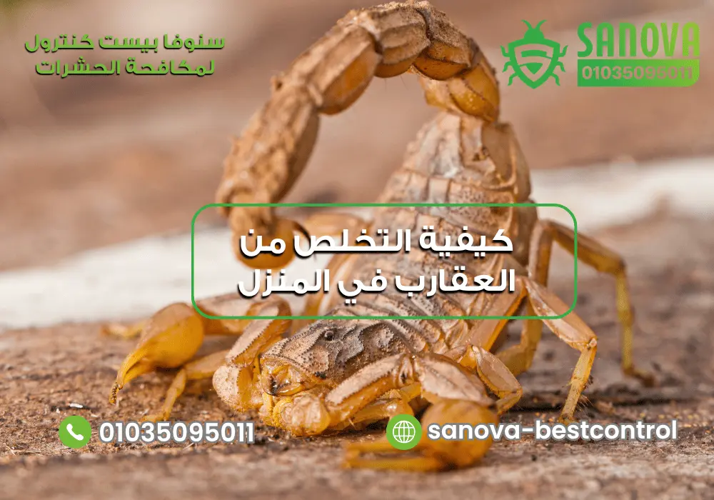 من أين تدخل العقارب إلى المنزل مع سنوفا بست كنترول 01035095011