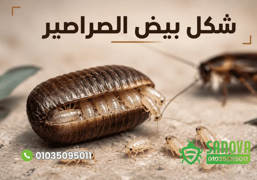 شكل بيض الصراصير الصغيرة وأين يوجد وكيف تتخلص منه؟ منع عودة الصراصير بعد المكافحة مع سنوفا بست كنترول 01035095011