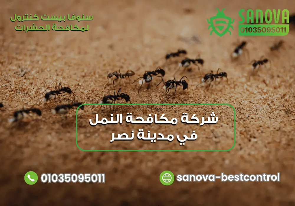 شركة مكافحة النمل في مدينة نصر | سنوفا 01035095011