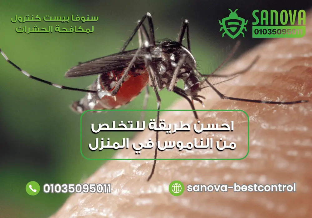 طريقة التخلص من الناموس في المنزل خلال فصل الصيف