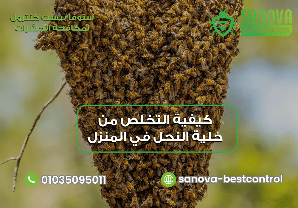 كيفية التخلص من خلية النحل في المنزل | 01035095011