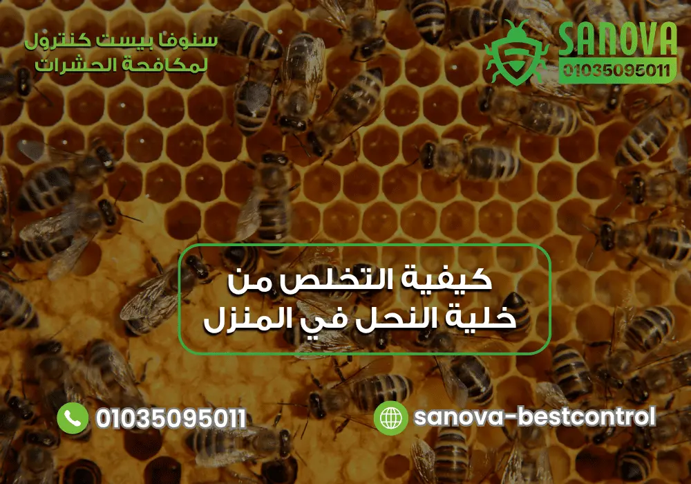 افضل طرق طرد النحل من المنزل مع سنوفا بست كنترول 01035095011