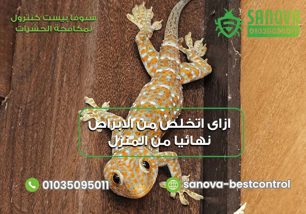 ازاى اتخلص من الابراص نهائيا بطرق آمنة | 01035095011 افضل طريقه لطرد الابراص مع سنوفا بست كنترول 01035095011