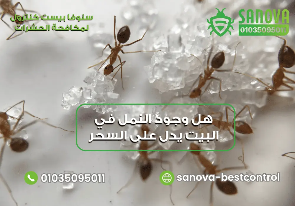 هل وجود النمل في البيت يدل على السحر؟ تعرف على سبب ظهور النمل فجأة في غرفة النوم مع سنوفا بست كنترول 01035095011