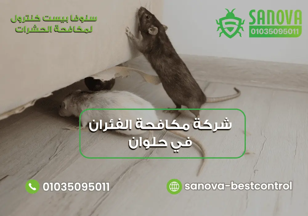 شركة مكافحة الفئران في حلوان | سنوفا 01035095011 شركة إبادة الفئران في حلوان مع سنوفا بست كنترول 01035095011