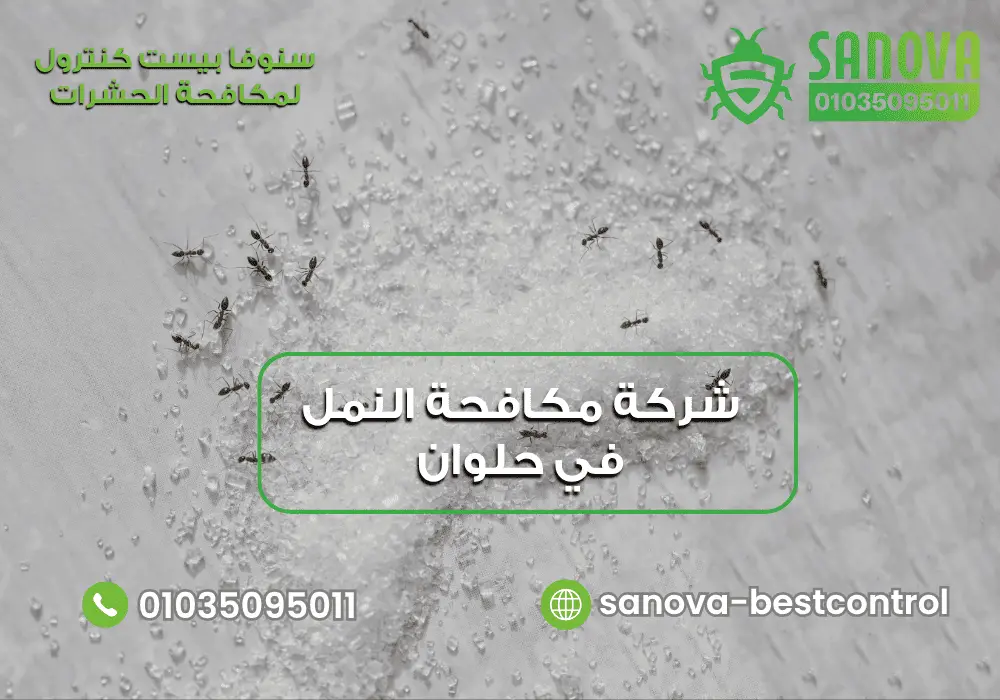 شركة مكافحة النمل في حلوان | سنوفا 01035095011 شركة إبادة النمل في حلوان مع سنوفا بست كنترول 01035095011