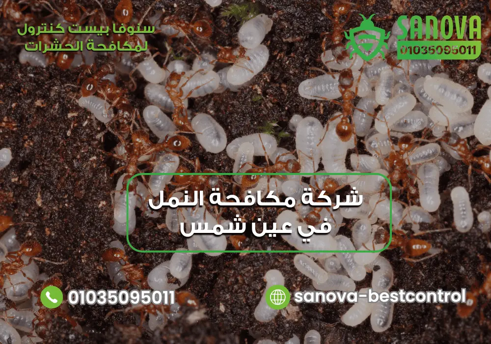 شركة إبادة النمل في عين شمس مع سنوفا بست كنترول 01035095011