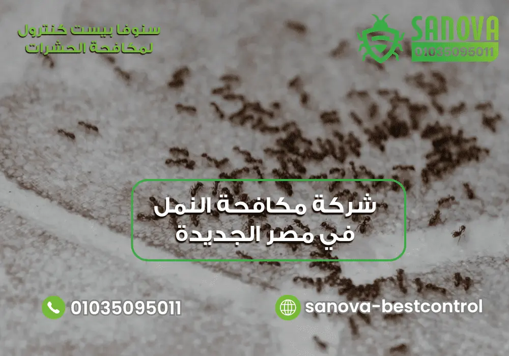 شركة مكافحة النمل في مصر الجديدة | سنوفا 01035095011