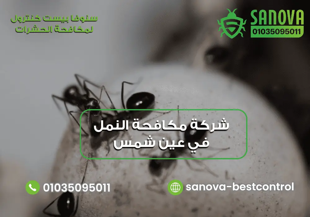 شركة إبادة مستعمرات النمل داخل المنزل مع سنوفا بست كنترول 01035095011