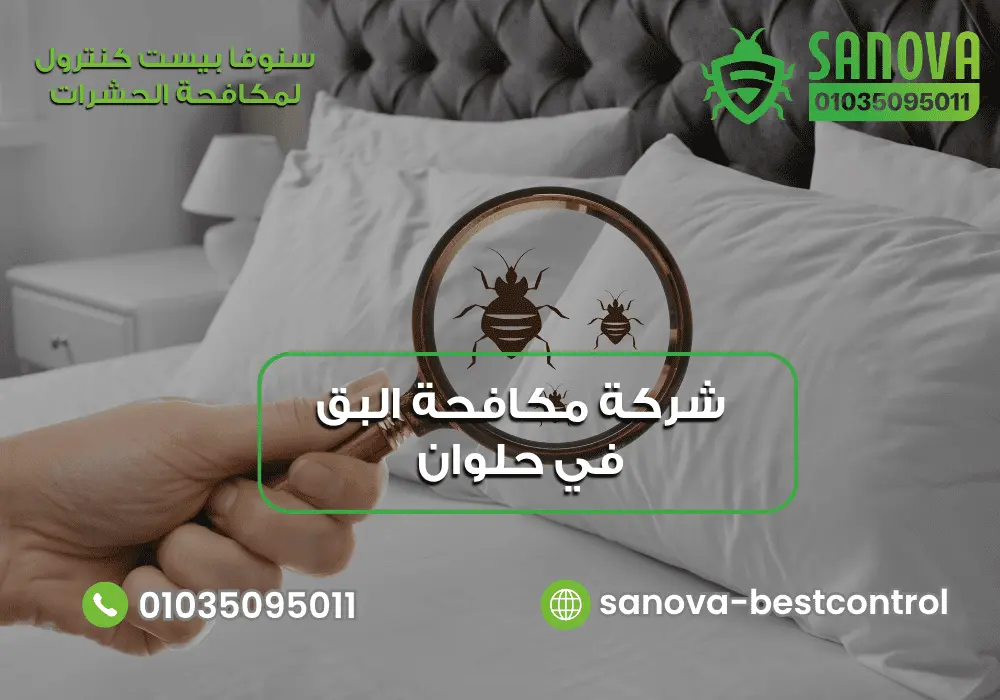 شركة مكافحة البق في حلوان | سنوفا 01035095011
