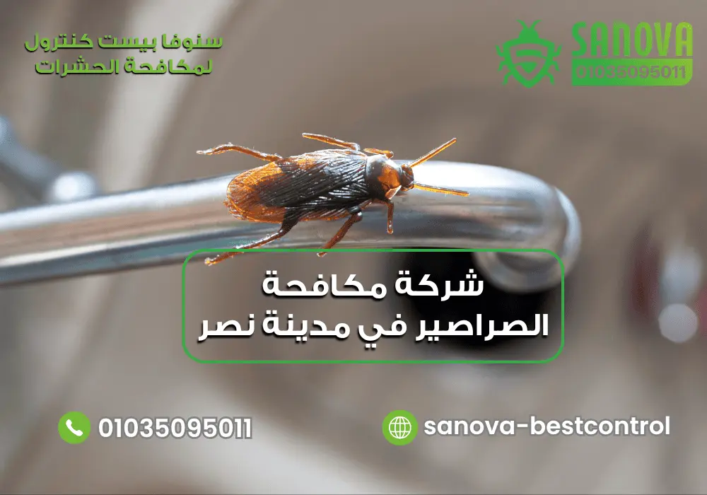 شركة مكافحة الصراصير في مدينة نصر سنوفا 01035095011