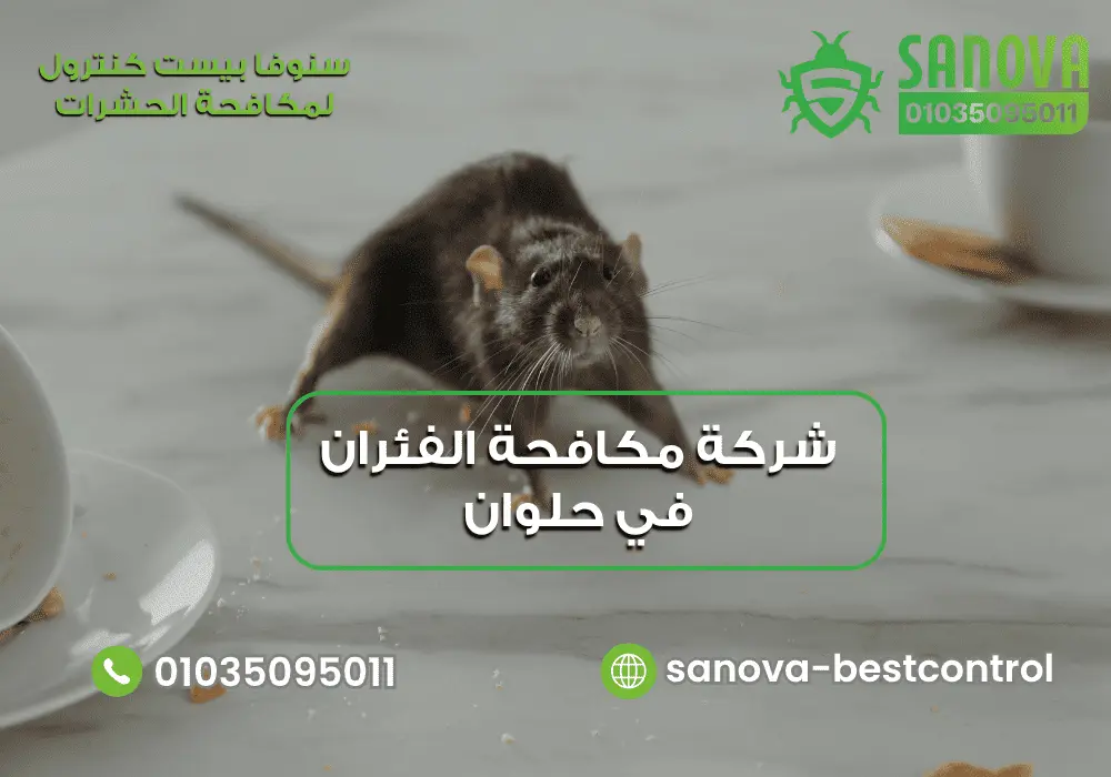 شركة مكافحة الفئران في حلوان | سنوفا 01035095011