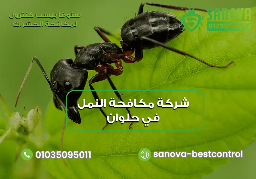 شركة مكافحة النمل في حلوان | سنوفا 01035095011