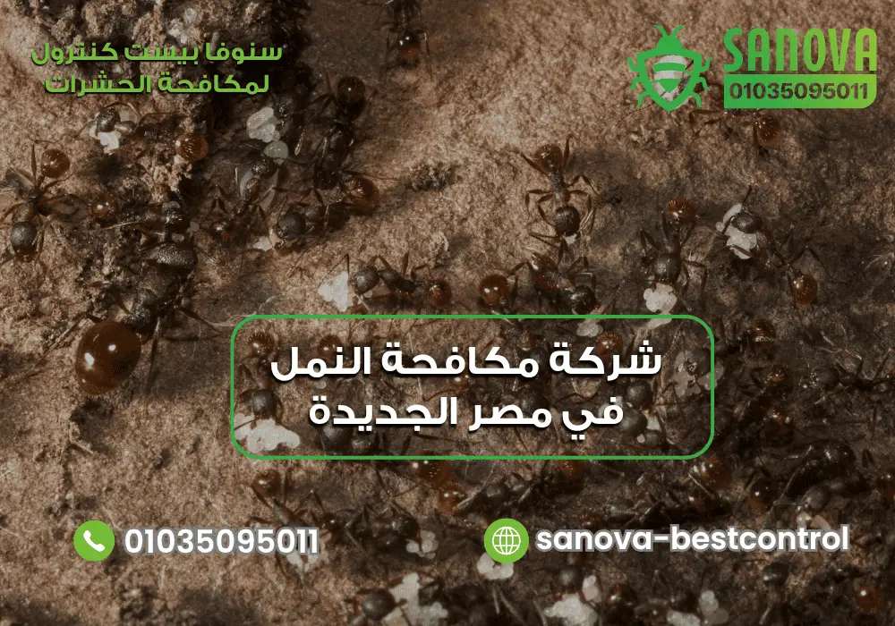 شركة مكافحة النمل في مصر الجديدة | سنوفا 01035095011 شركة مكافحة النمل في مصر الجديدة مع سنوفا بست كنترول 01035095011