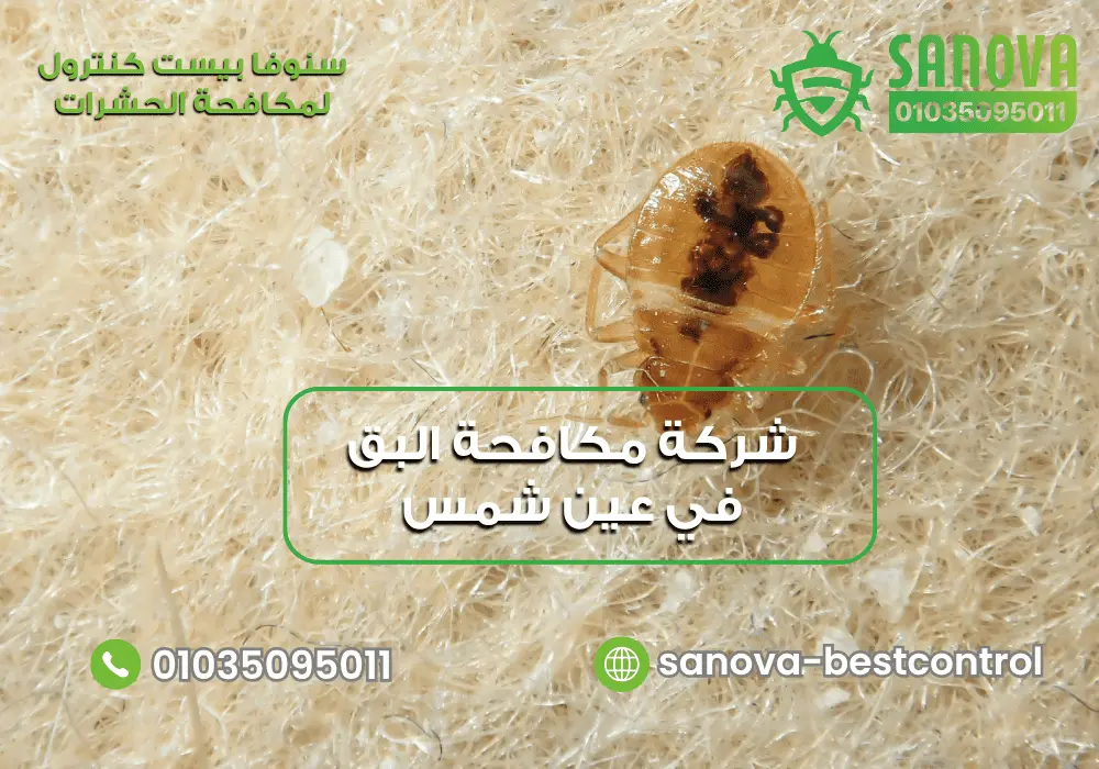 شركة مكافحة البق في عين شمس | سنوفا 01035095011 شركة مكافحة بق الفراش في عين شمس مع سنوفا بست كنترول 01035095011