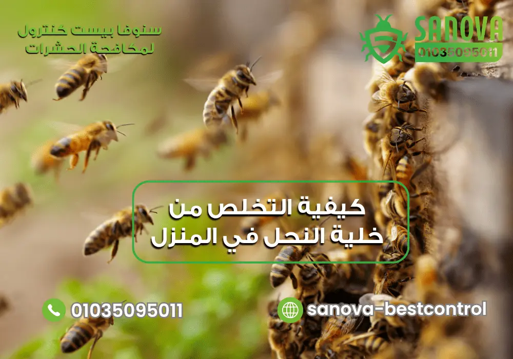 طرق طرد النحل من المنزل مع سنوفا بست كنترول 01035095011