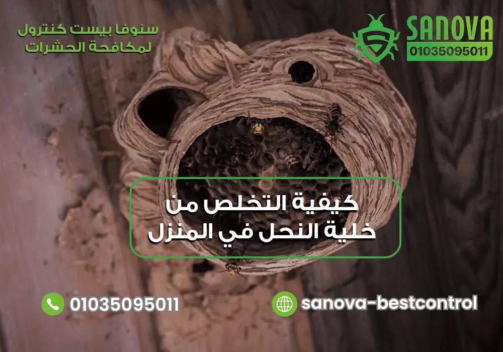 كيفية ازالة خلية النحل من المنزل مع سنوفا بست كنترول 01035095011