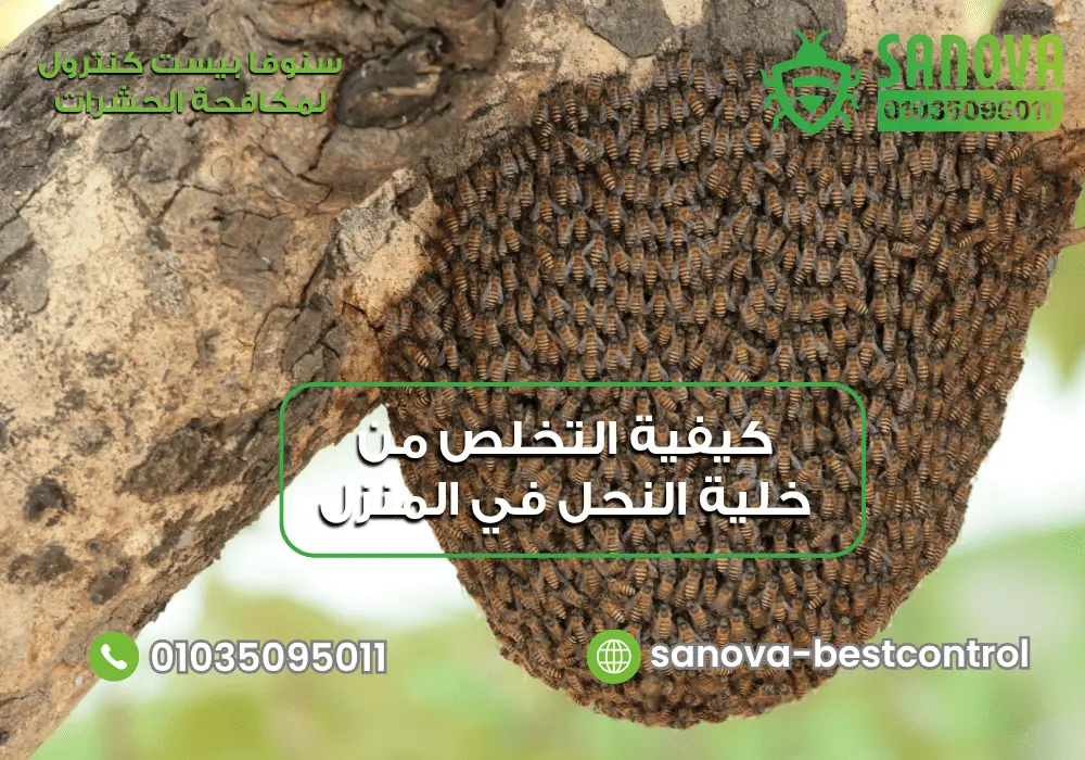 كيفية التخلص من خلية النحل في المنزل مع سنوفا بست كنترول 01035095011