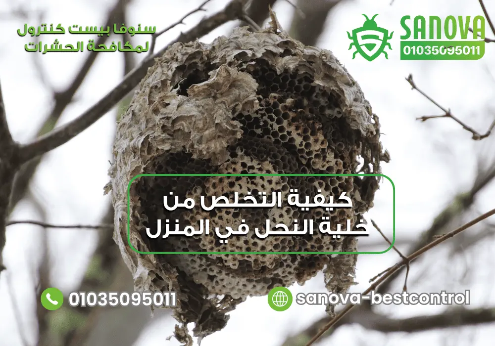 كيفية التخلص من عش النحل في المنزل مع سنوفا بست كنترول 01035095011