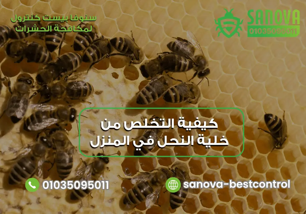 كيفية طرد النحل من المنزل مع سنوفا بست كنترول 01035095011