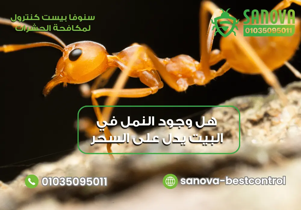 هل وجود النمل في البيت يدل على السحر؟